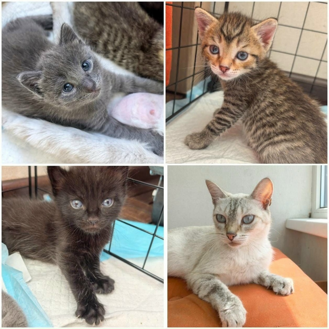 Найдена собака в Барнауле — фото объявления