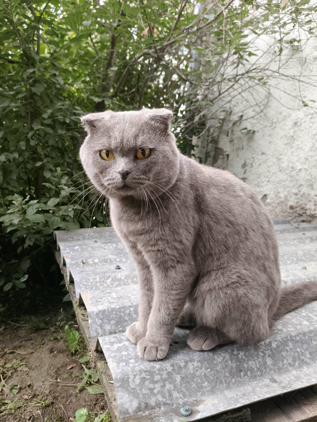 Найдена собака в Барнауле — фото объявления