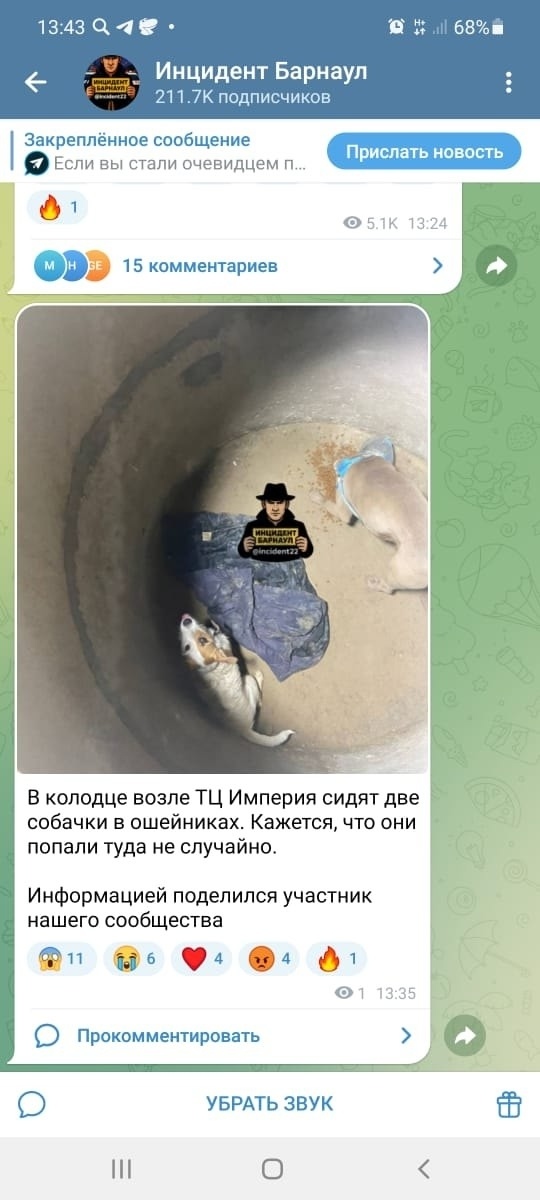 Найдена собака в Барнауле — фото объявления