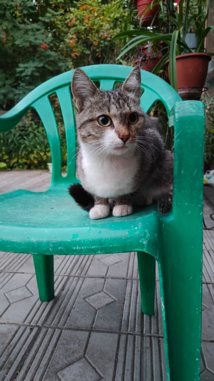 Найдена собака в Барнауле — фото объявления