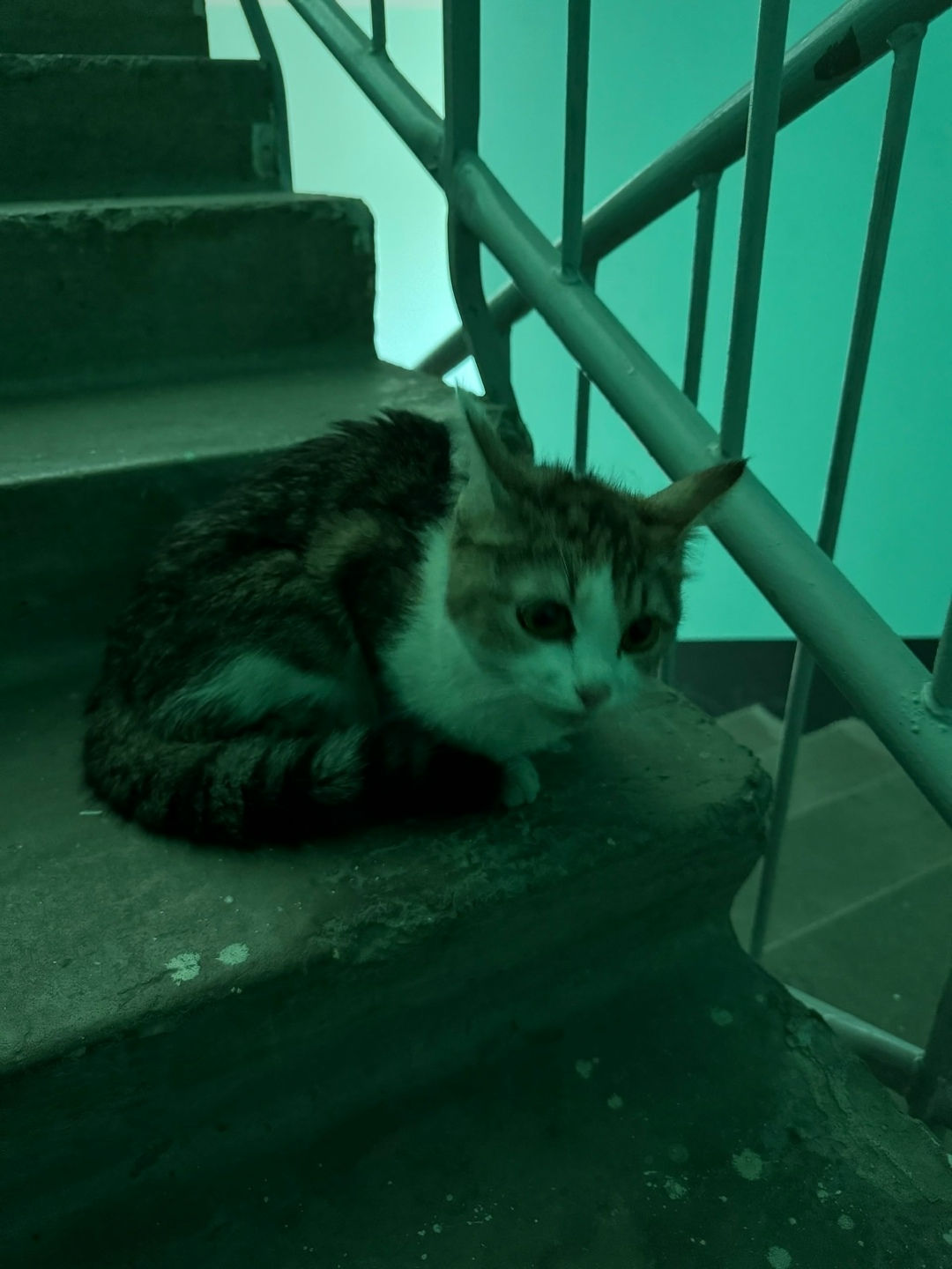 Найдена собака в Барнауле — фото объявления