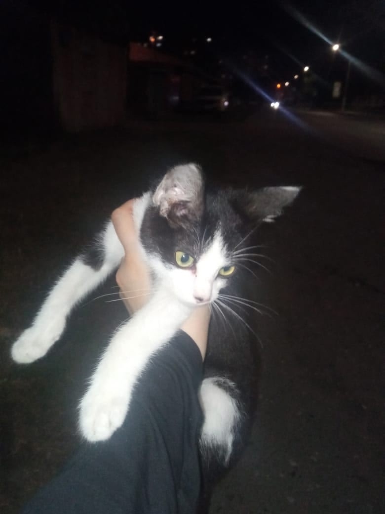 Найдена собака в Барнауле — фото объявления