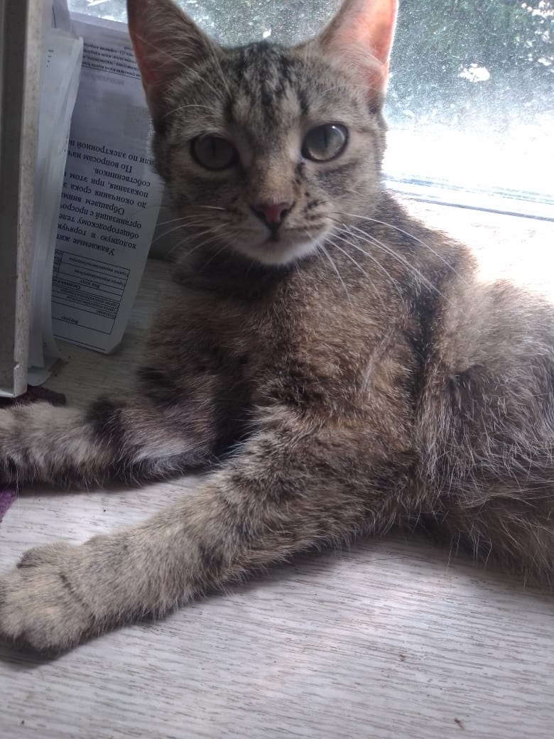 Найдена собака в Барнауле — фото объявления