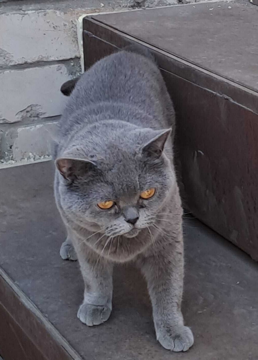 Найдена собака в Барнауле — фото объявления