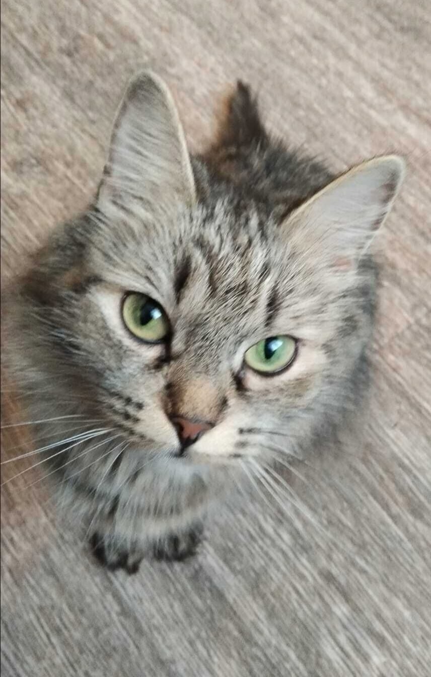 Найдена собака в Барнауле — фото объявления