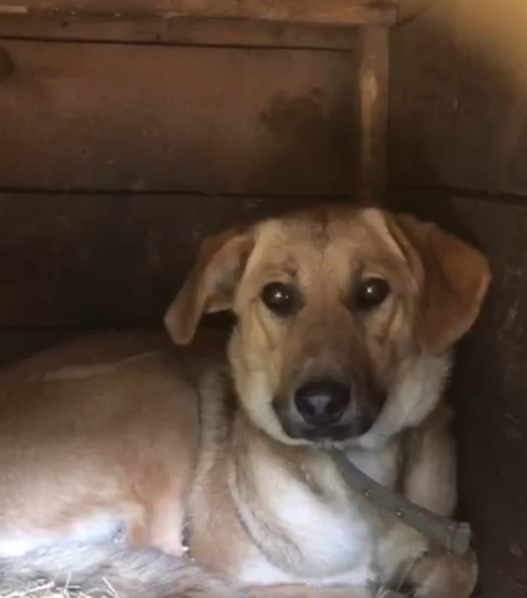 Найдена собака в Барнауле — фото объявления