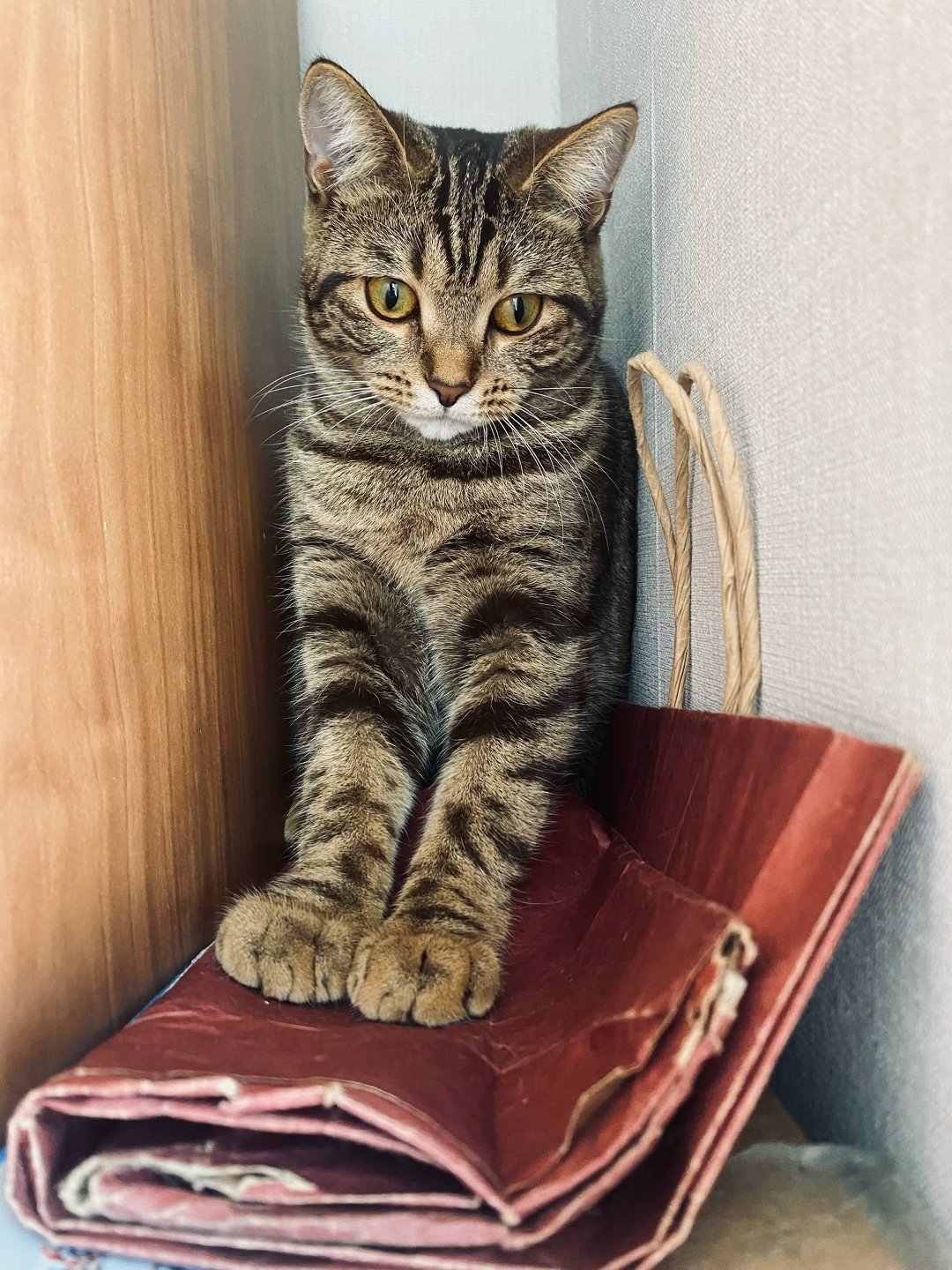 Найдена собака в Барнауле — фото объявления