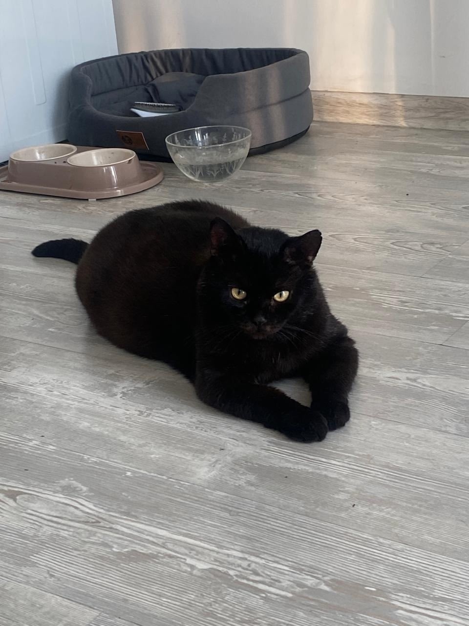 Найдена собака в Барнауле — фото объявления