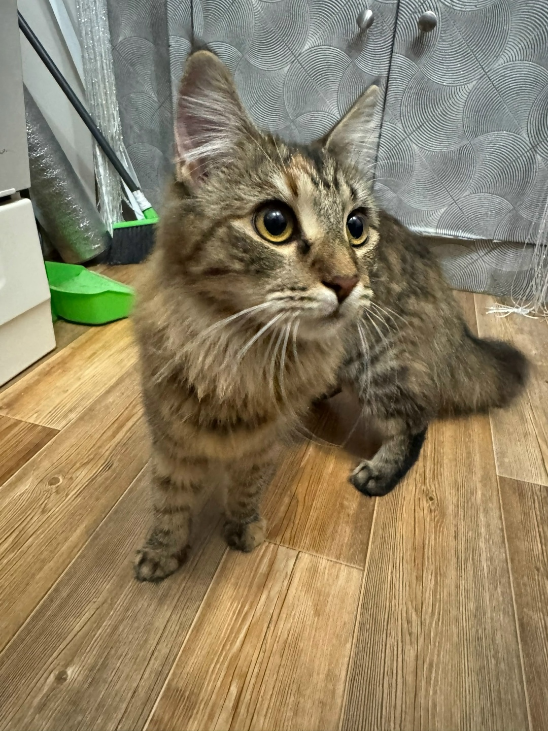 Найдена собака в Барнауле — фото объявления