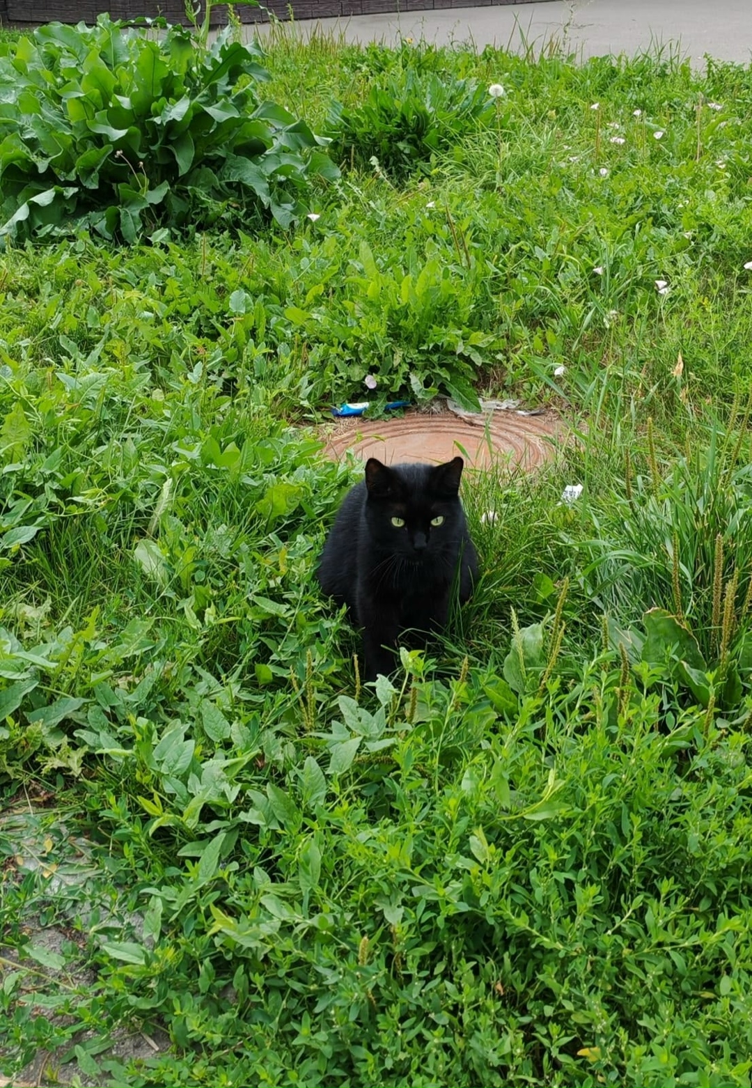 Найдена собака в Барнауле — фото объявления