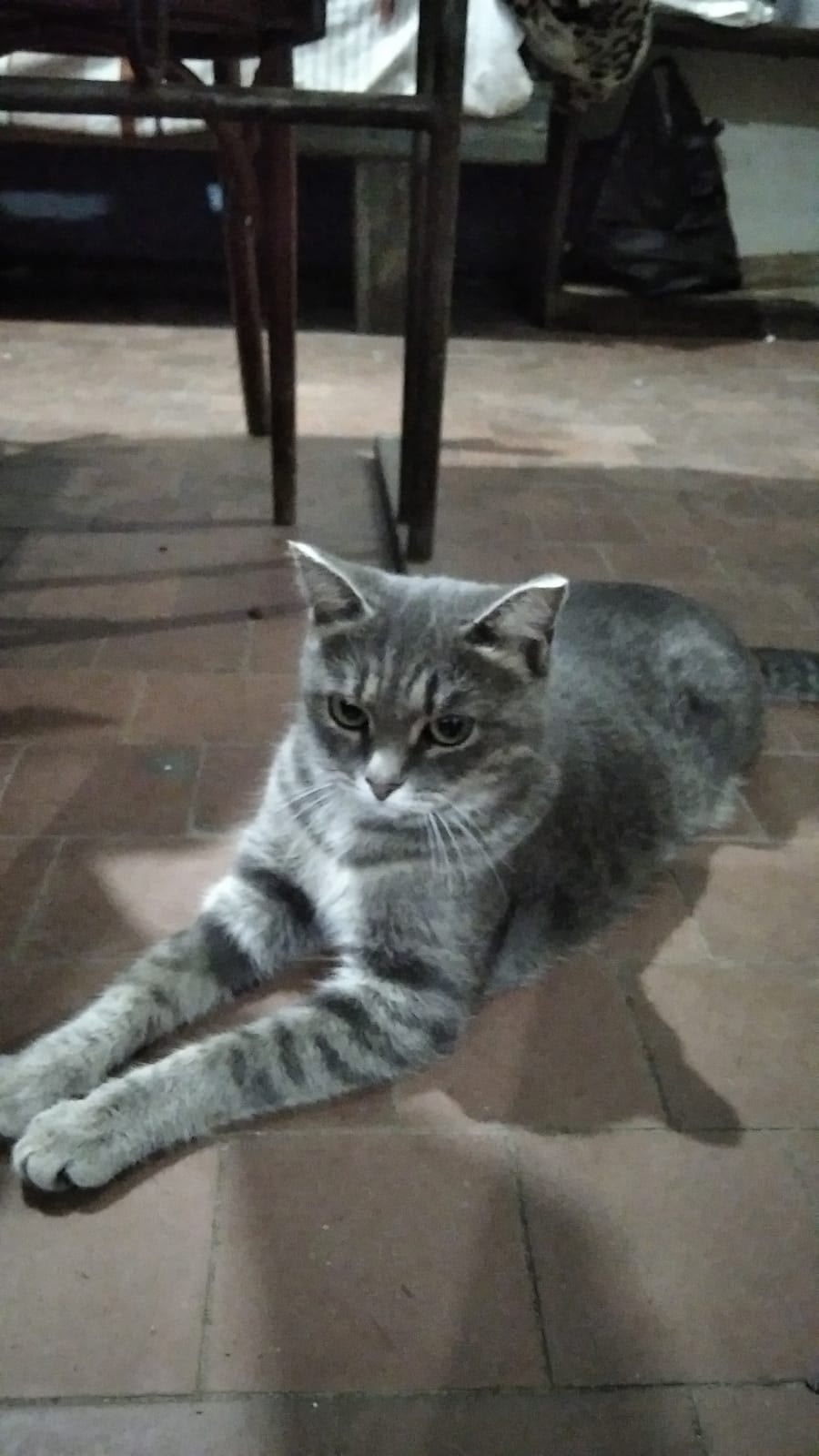 Найдена собака в Барнауле — фото объявления