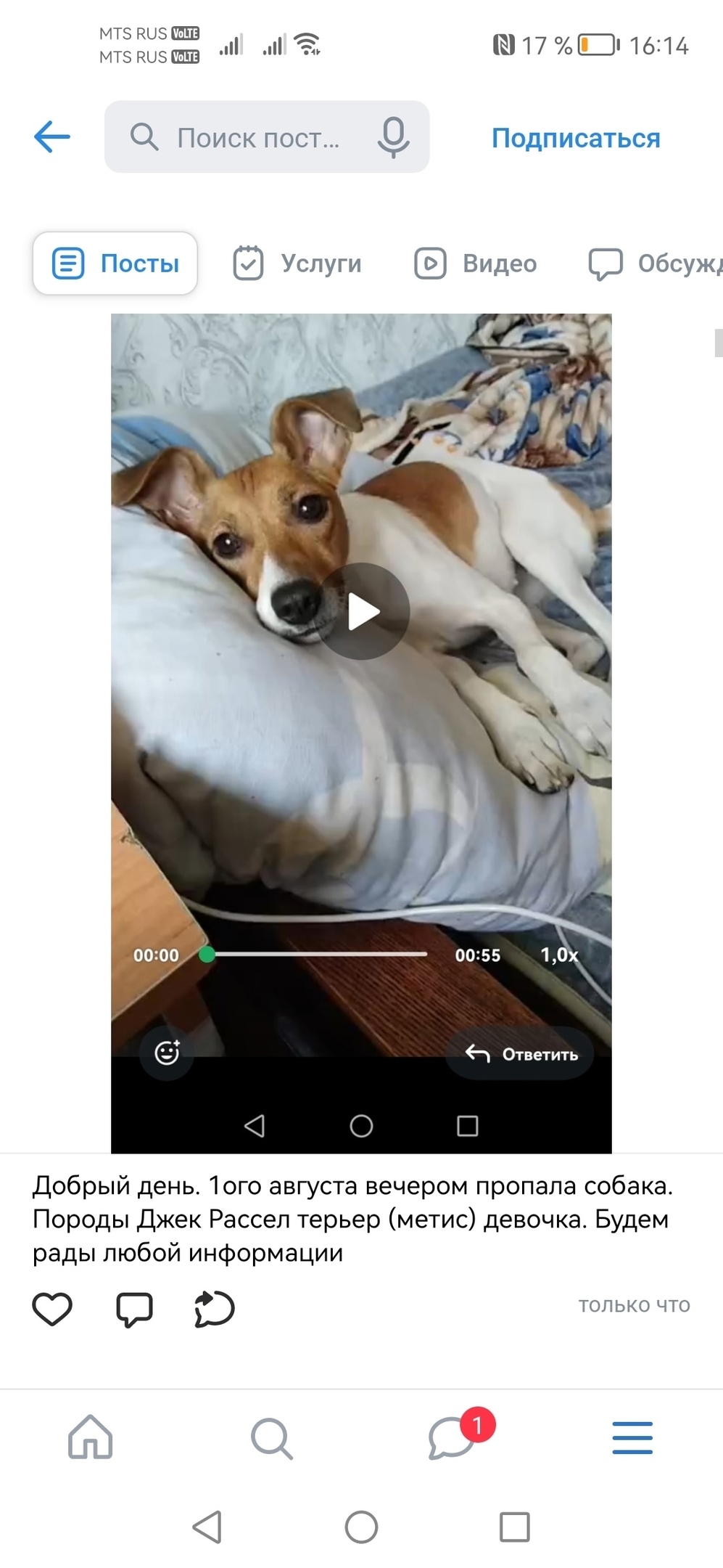 Найдена собака в Барнауле — фото объявления