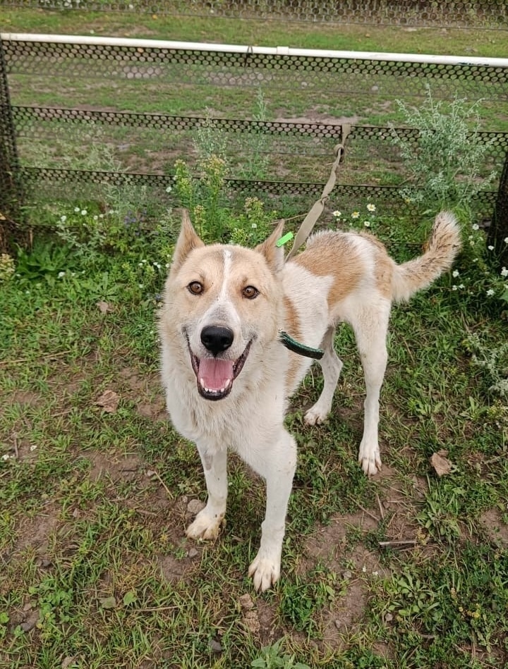 Найдена собака в Барнауле — фото объявления