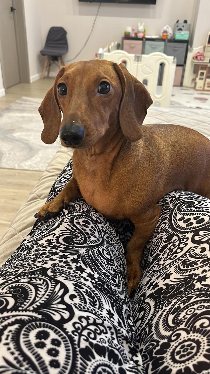 Найдена собака в Барнауле — фото объявления