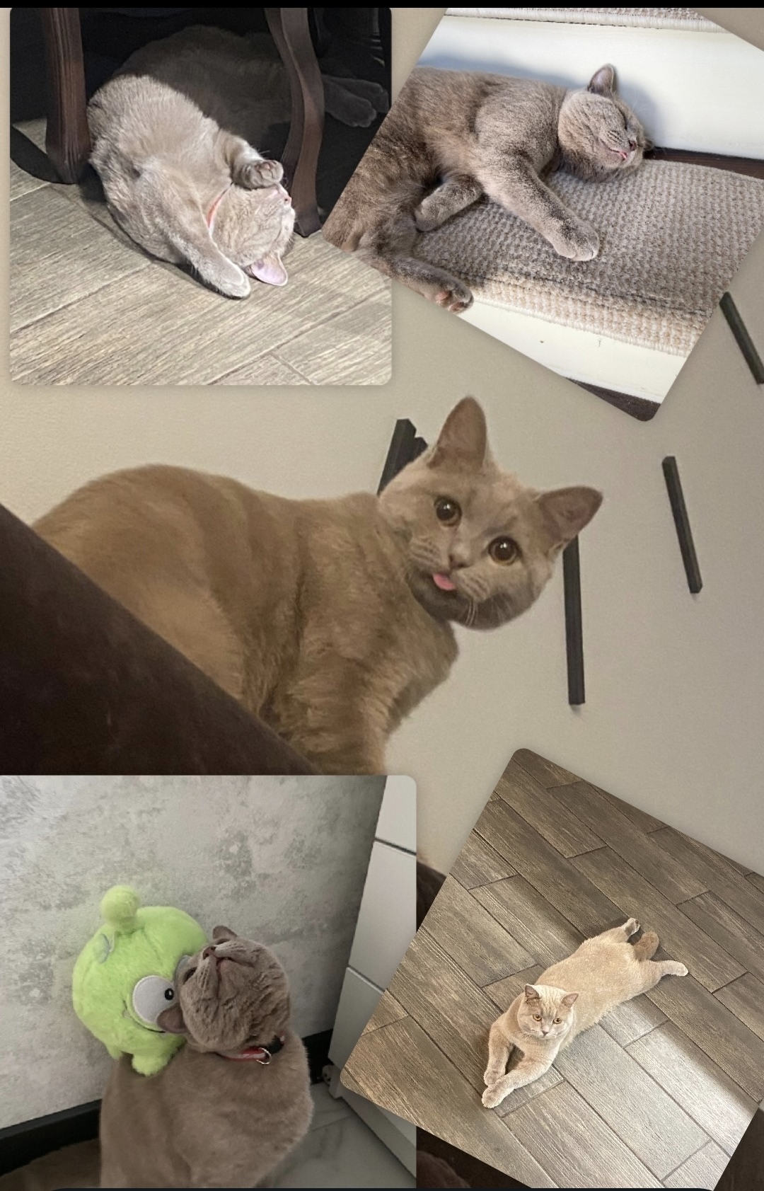 Найдена собака в Барнауле — фото объявления