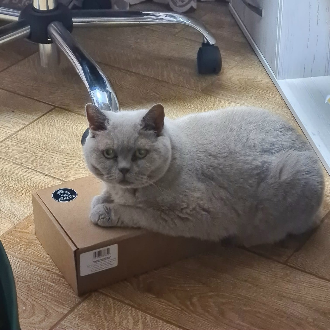 Найдена собака в Барнауле — фото объявления