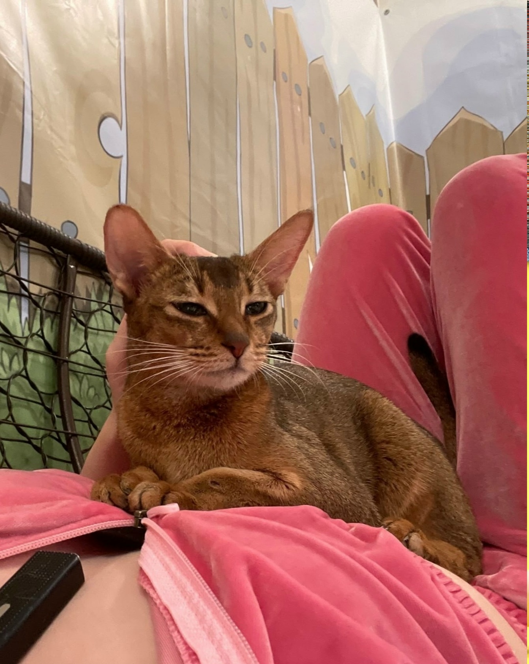 Найдена собака в Барнауле — фото объявления