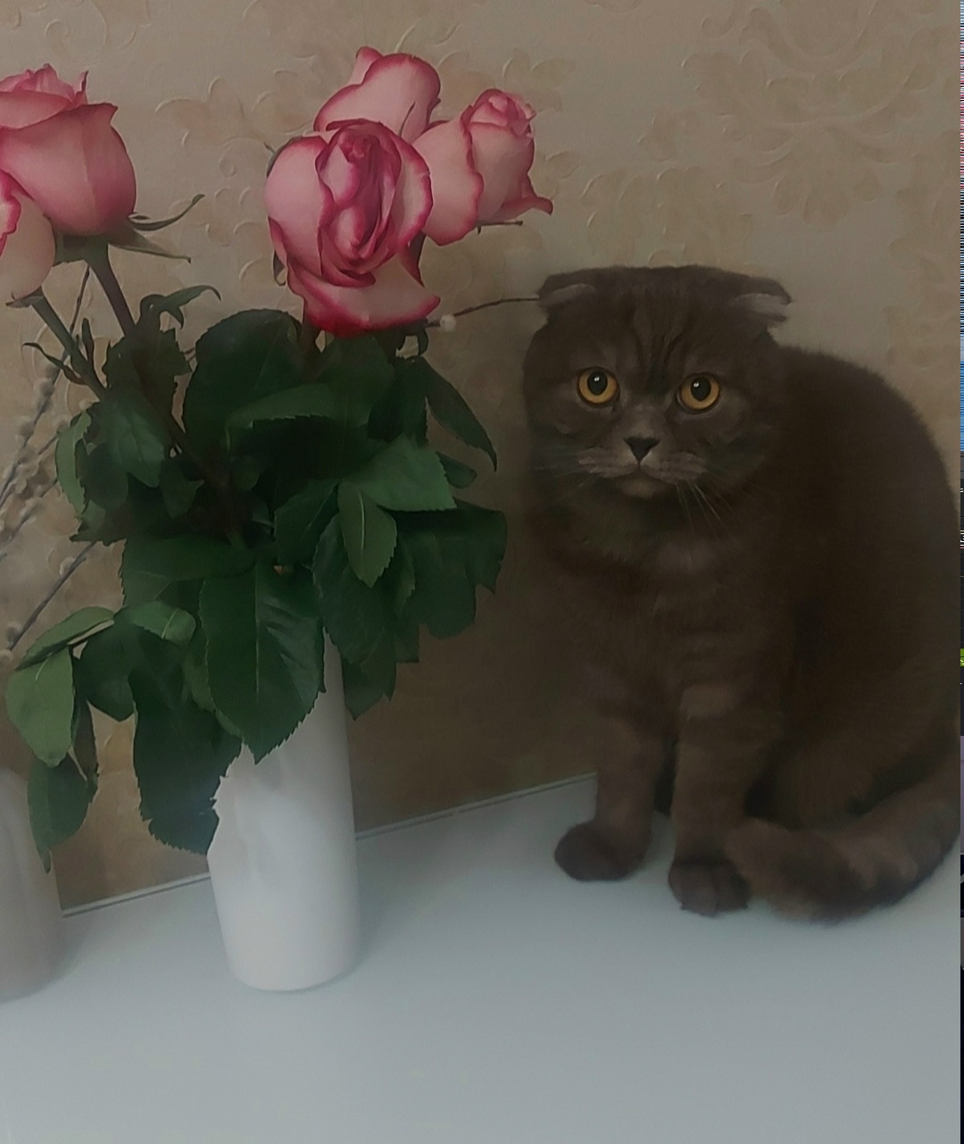 Найдена собака в Барнауле — фото объявления