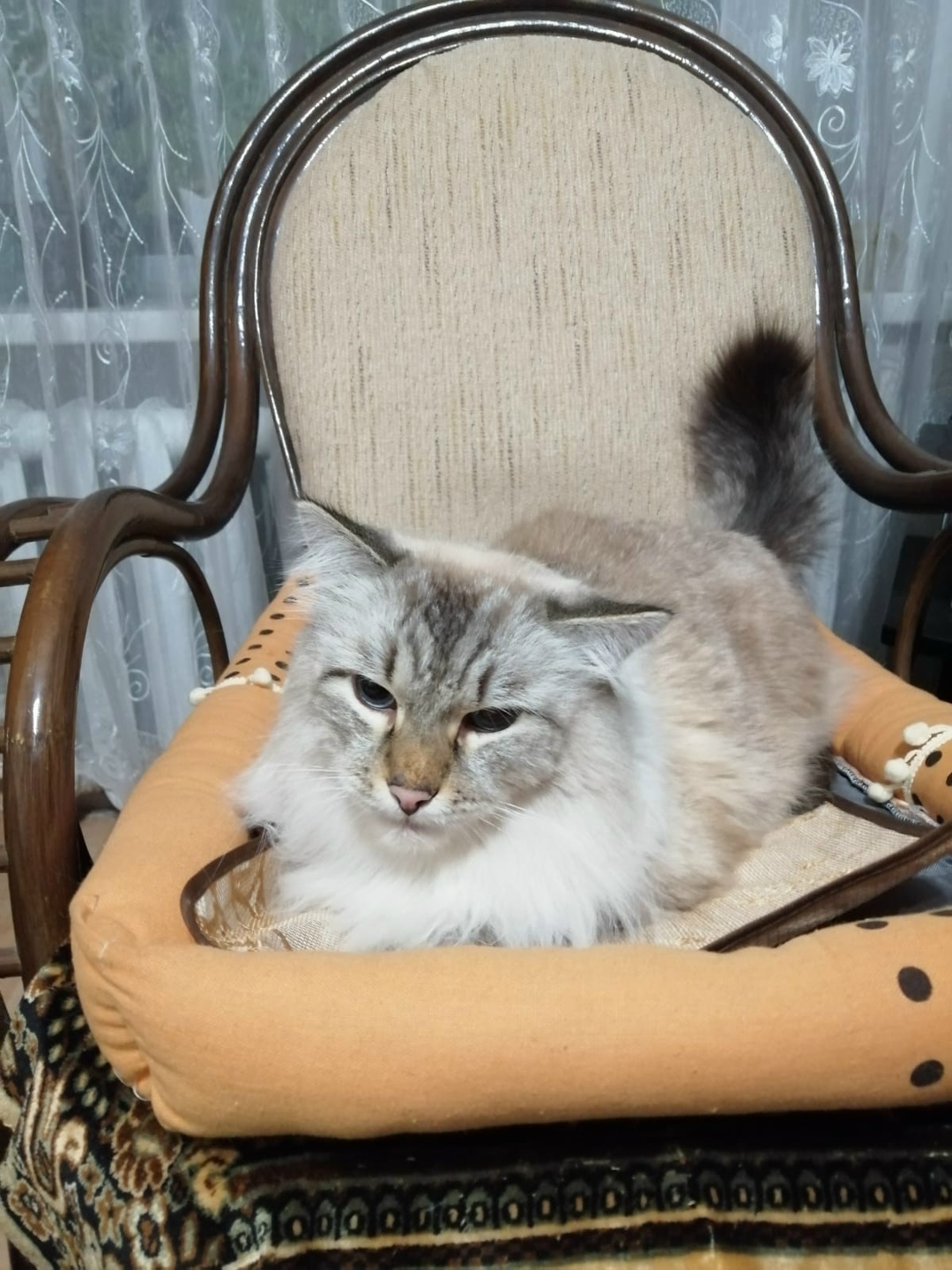 Найдена собака в Барнауле — фото объявления