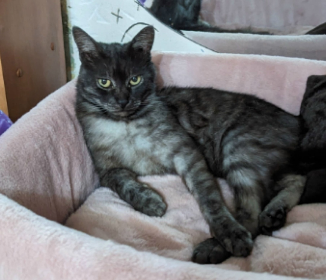 Найдена собака в Барнауле — фото объявления