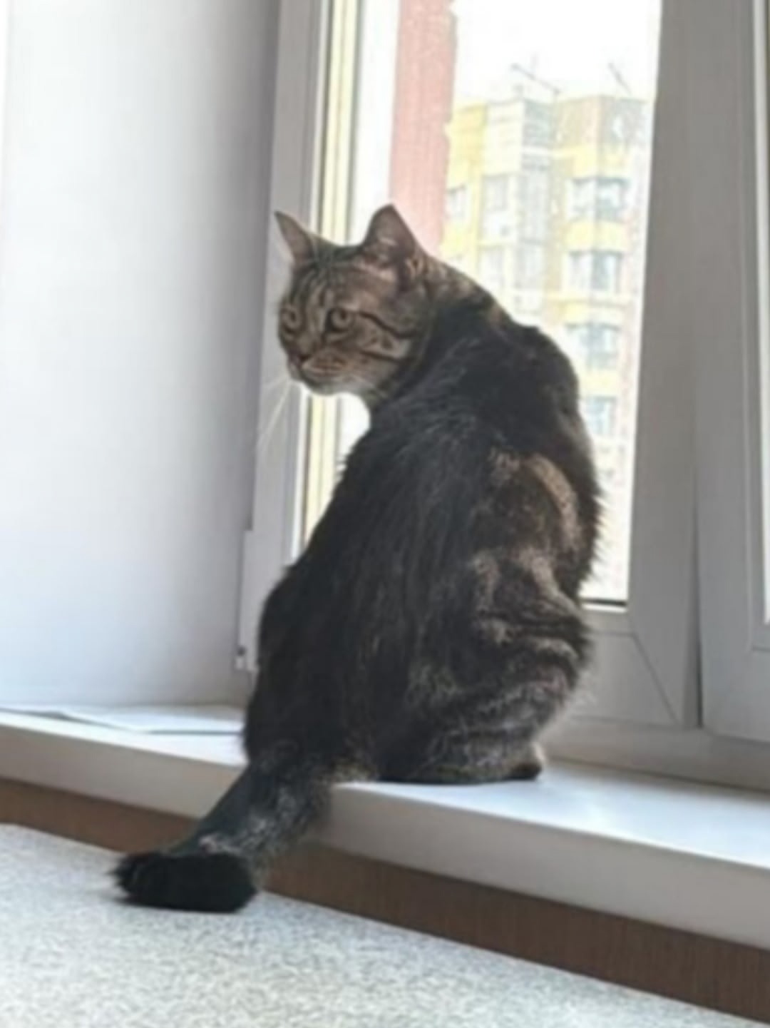 Найдена собака в Барнауле — фото объявления