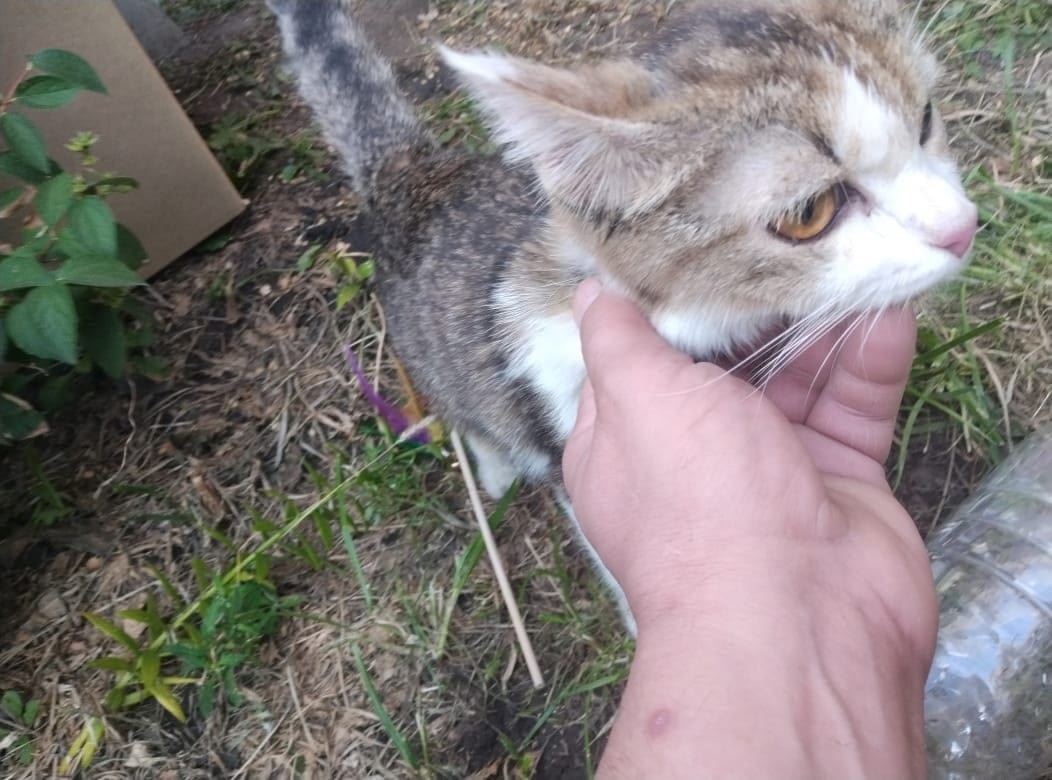 Найдена собака в Барнауле — фото объявления