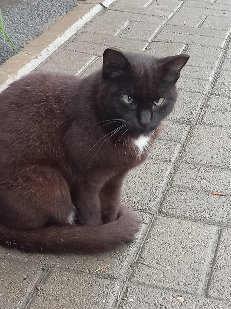Найдена собака в Барнауле — фото объявления