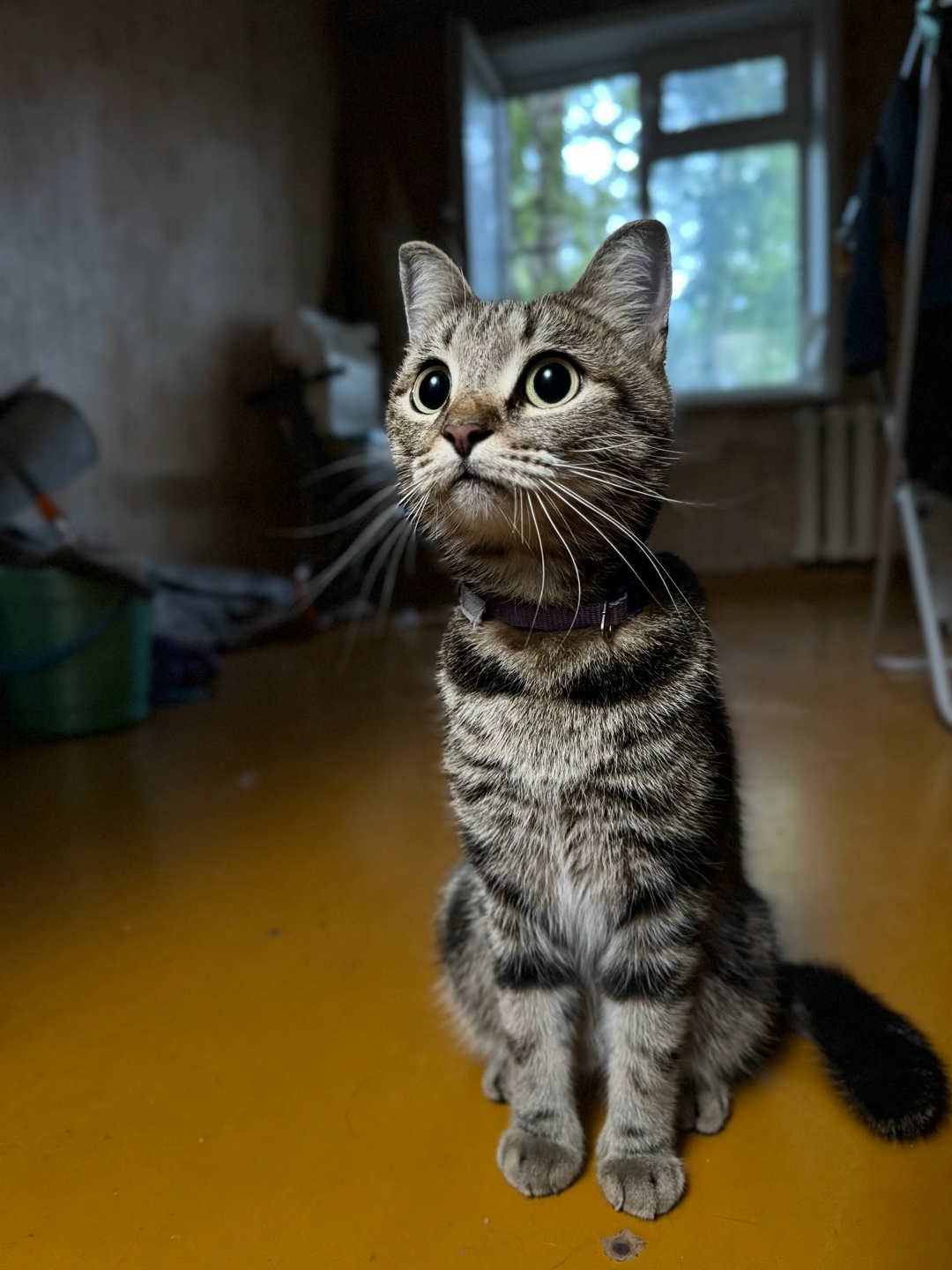 Найдена собака в Барнауле — фото объявления