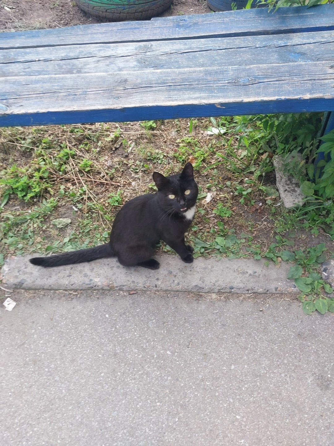 Найдена собака в Барнауле — фото объявления