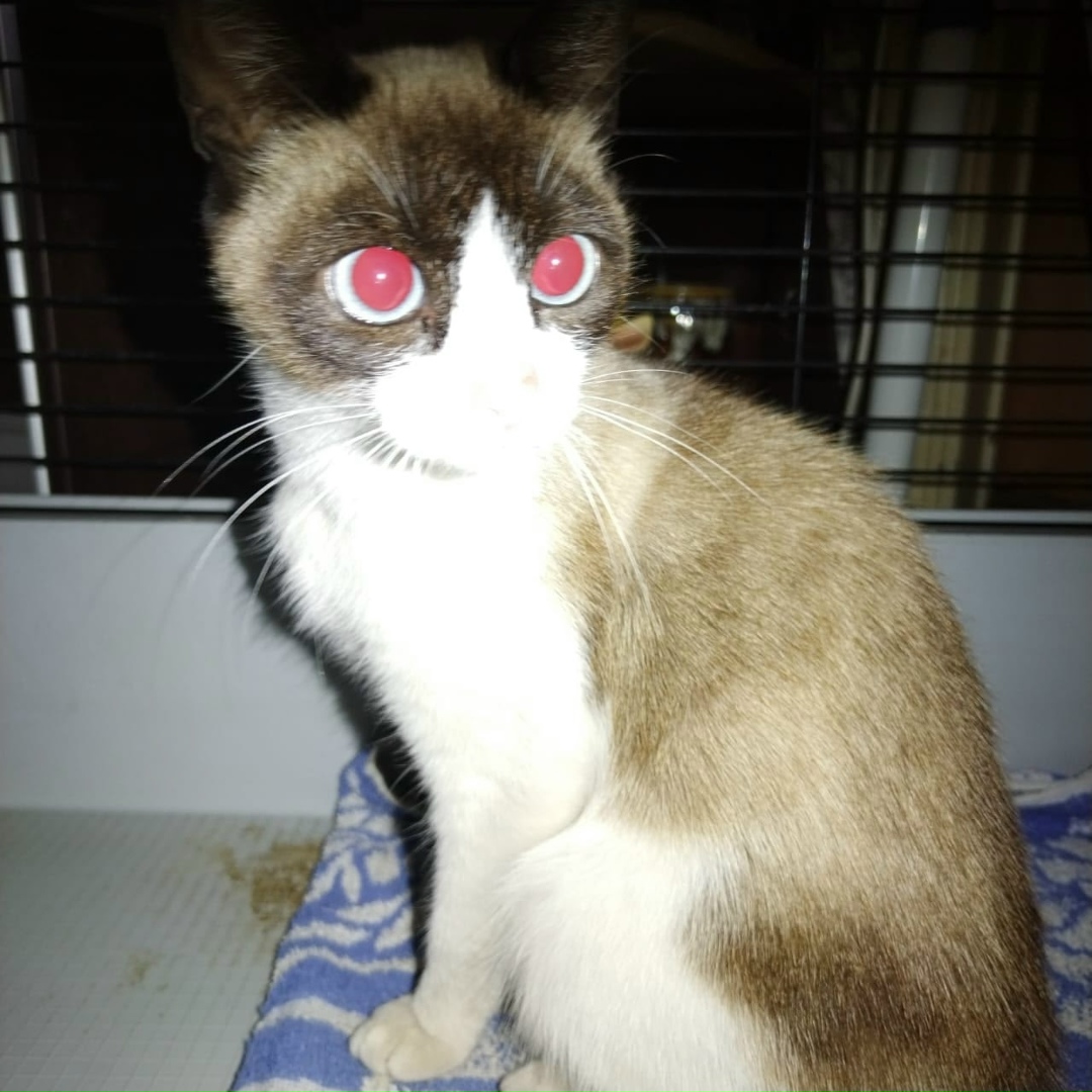 Найдена собака в Барнауле — фото объявления