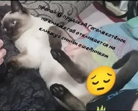 Найдена собака в Барнауле — фото объявления