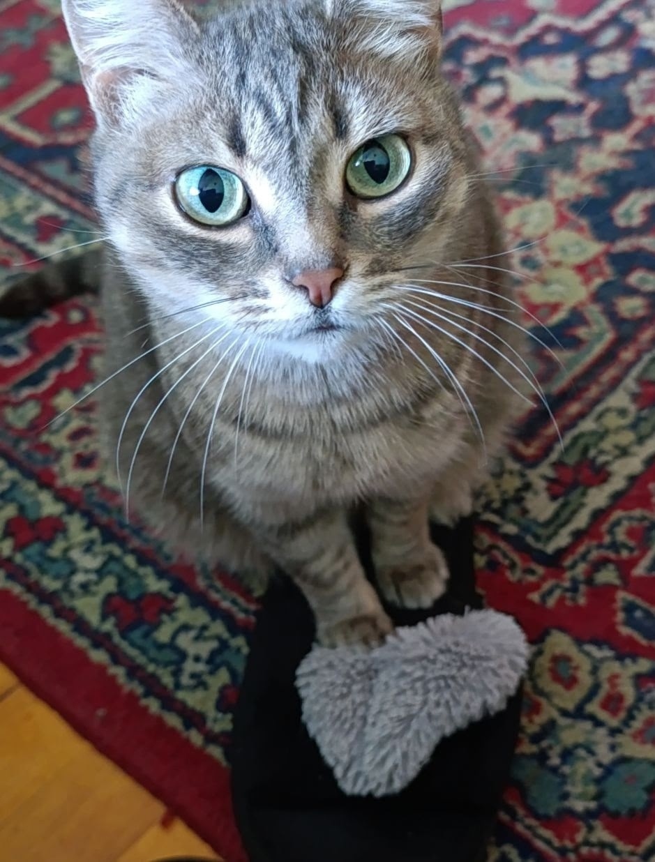 Найдена собака в Барнауле — фото объявления