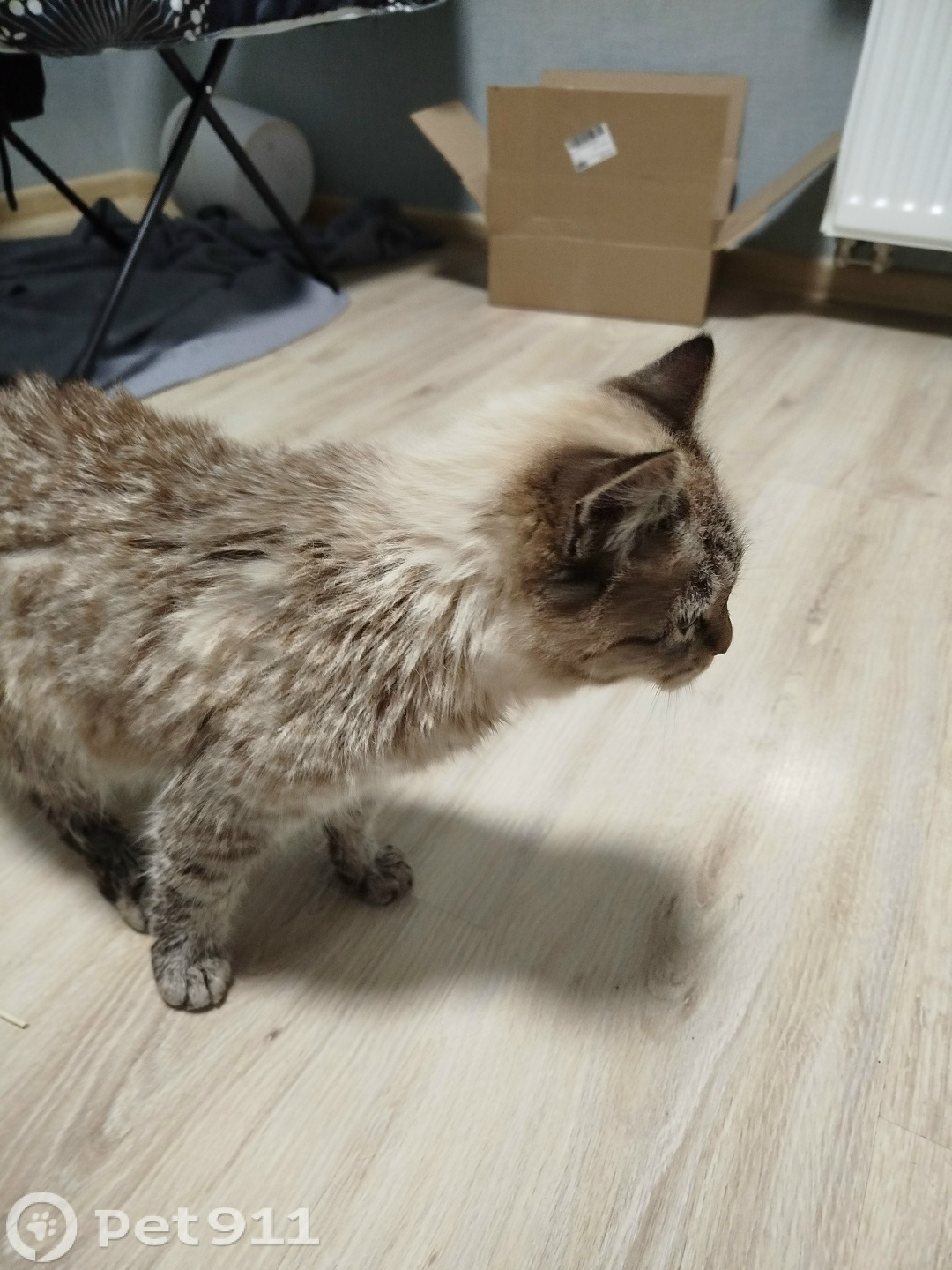 Найдена кошка в Ижевске — фото объявления