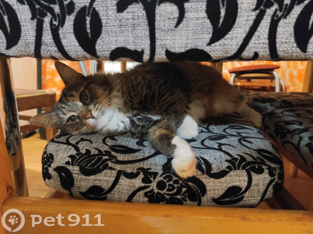 Пропала кошка в Ижевске — фото объявления