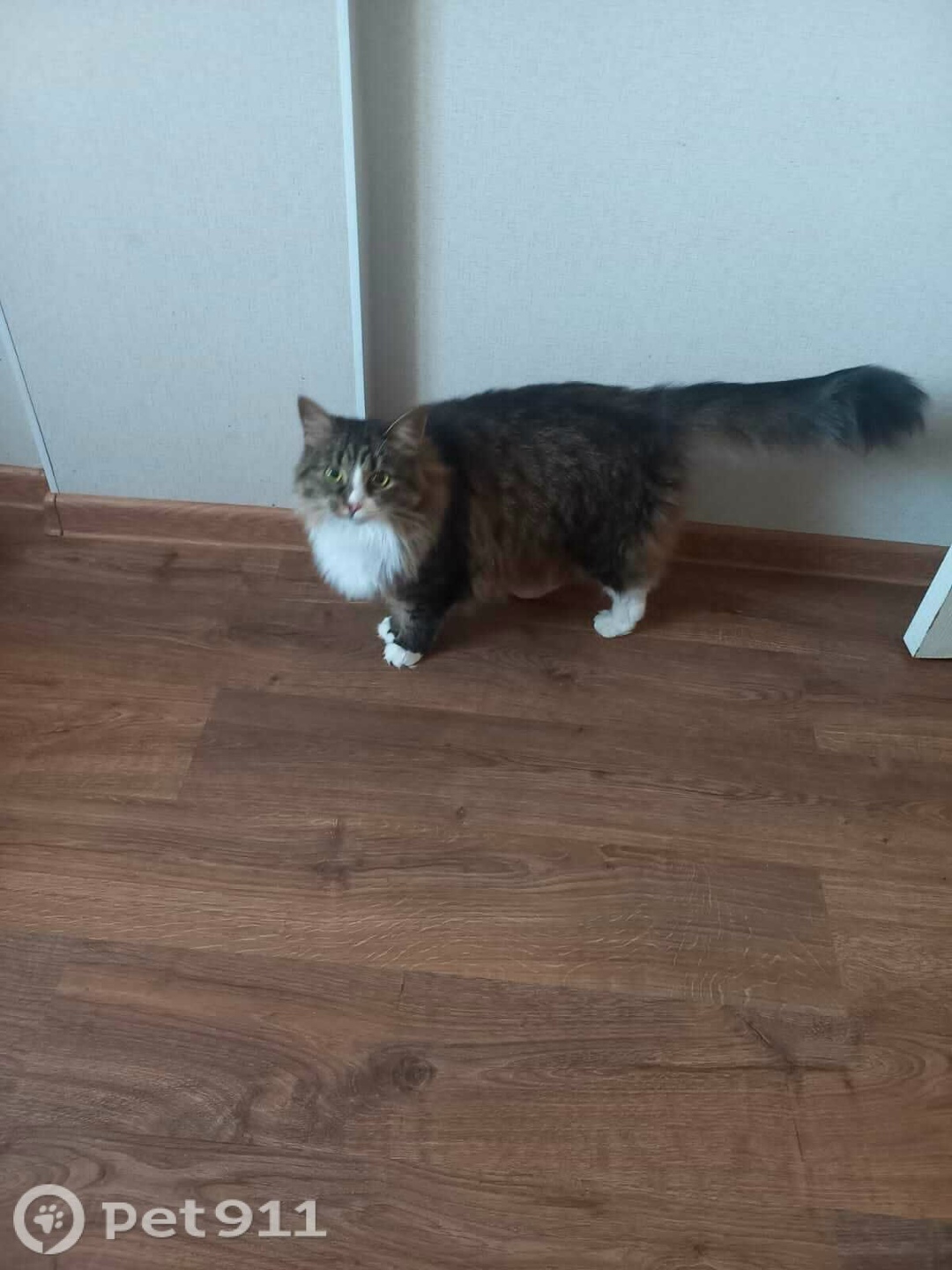 Найдена кошка в Ижевске — фото объявления