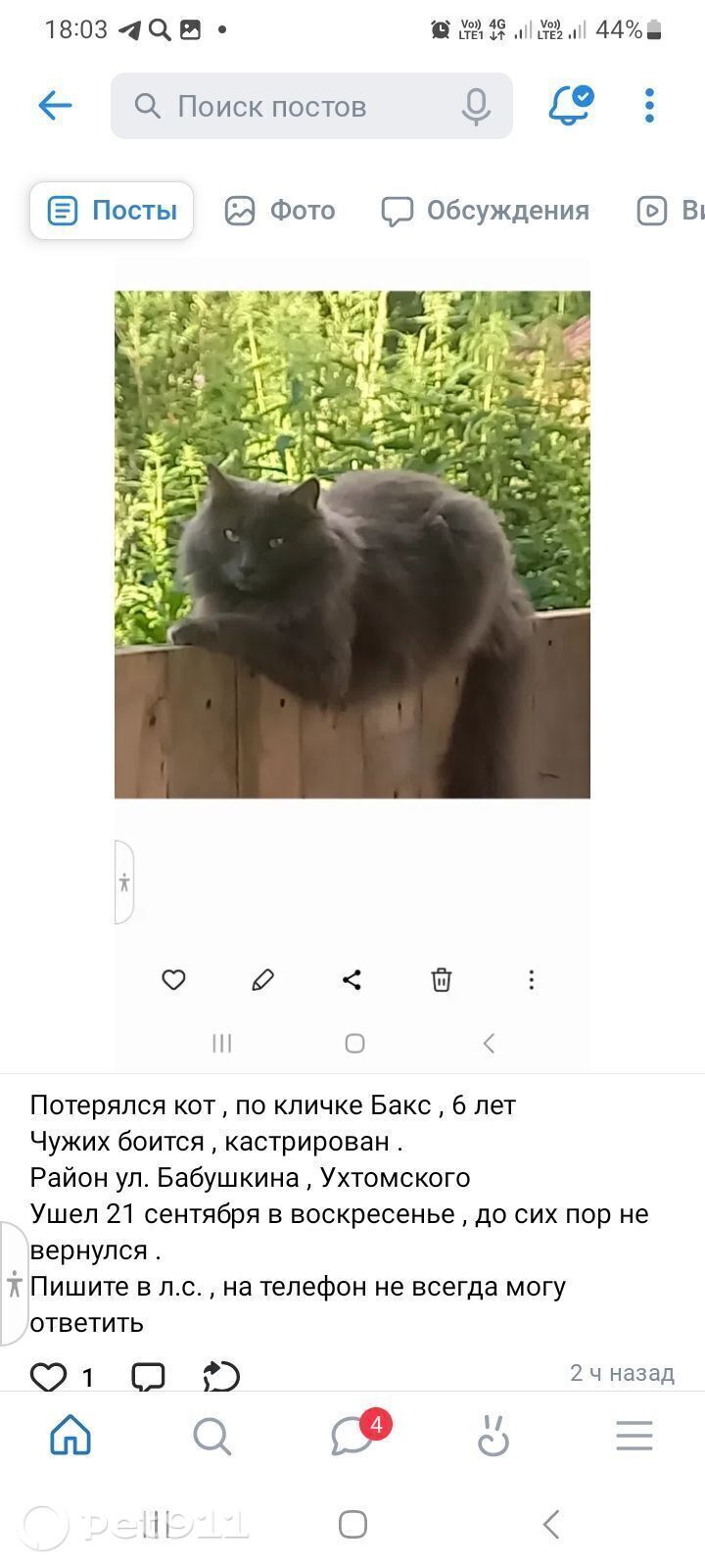 Пропала кошка в Ижевске — фото объявления