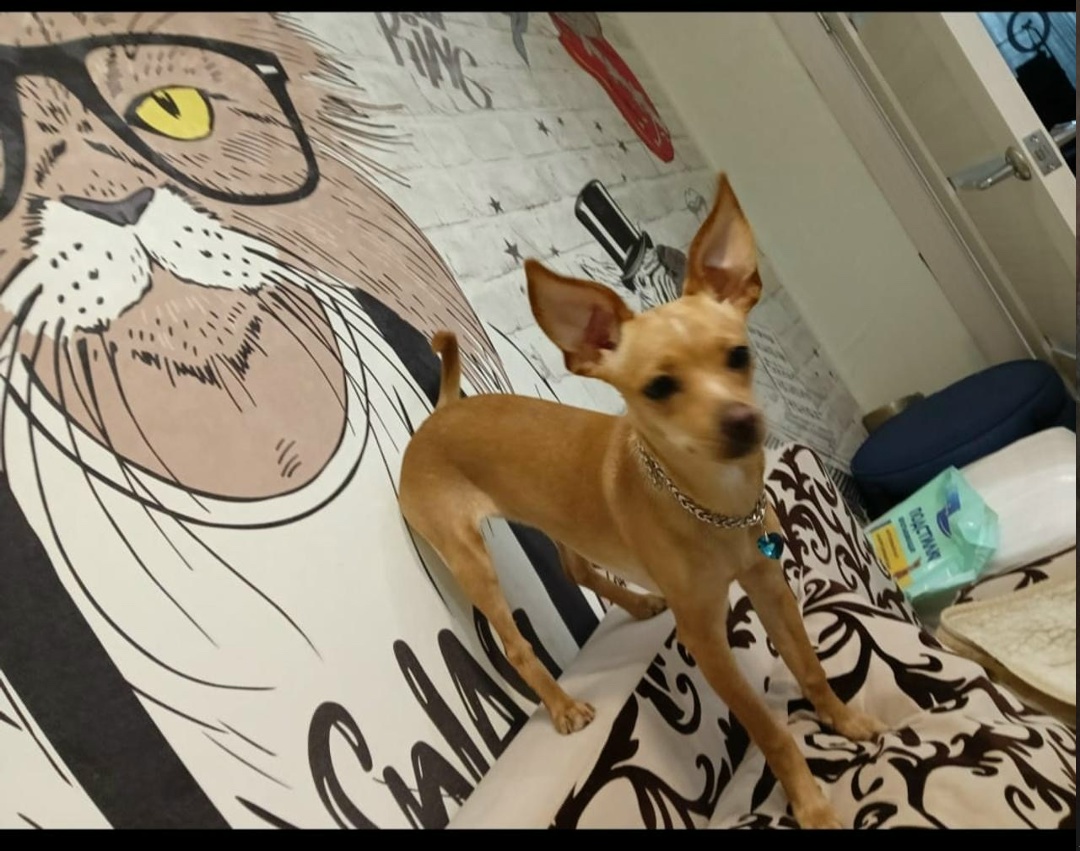 Найдена собака в Ижевске — фото объявления