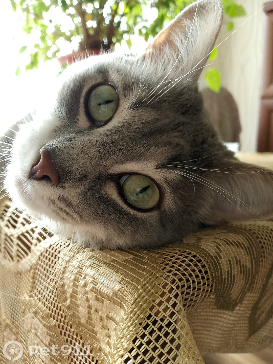 Пропала кошка в Ижевске — фото объявления