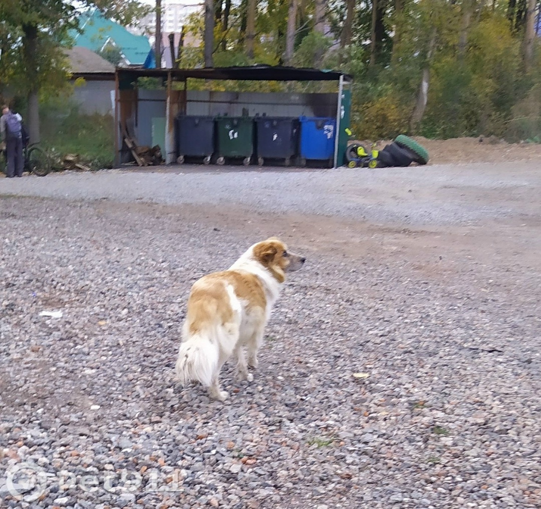 Найдена собака в Ижевске — фото объявления