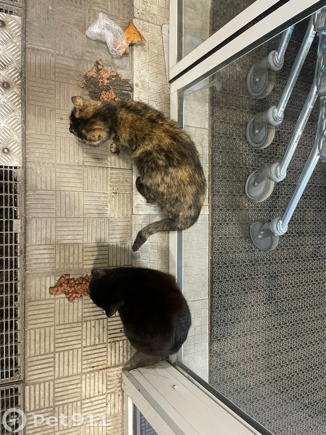 Найдена кошка в Ижевске — фото объявления