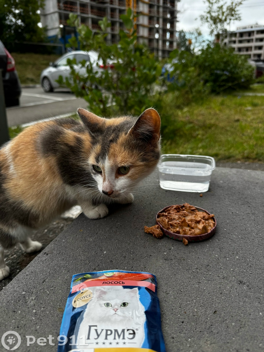 Найдена кошка в Ижевске — фото объявления