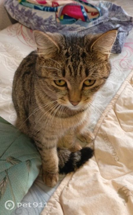 Найдена собака в Ижевске — фото объявления