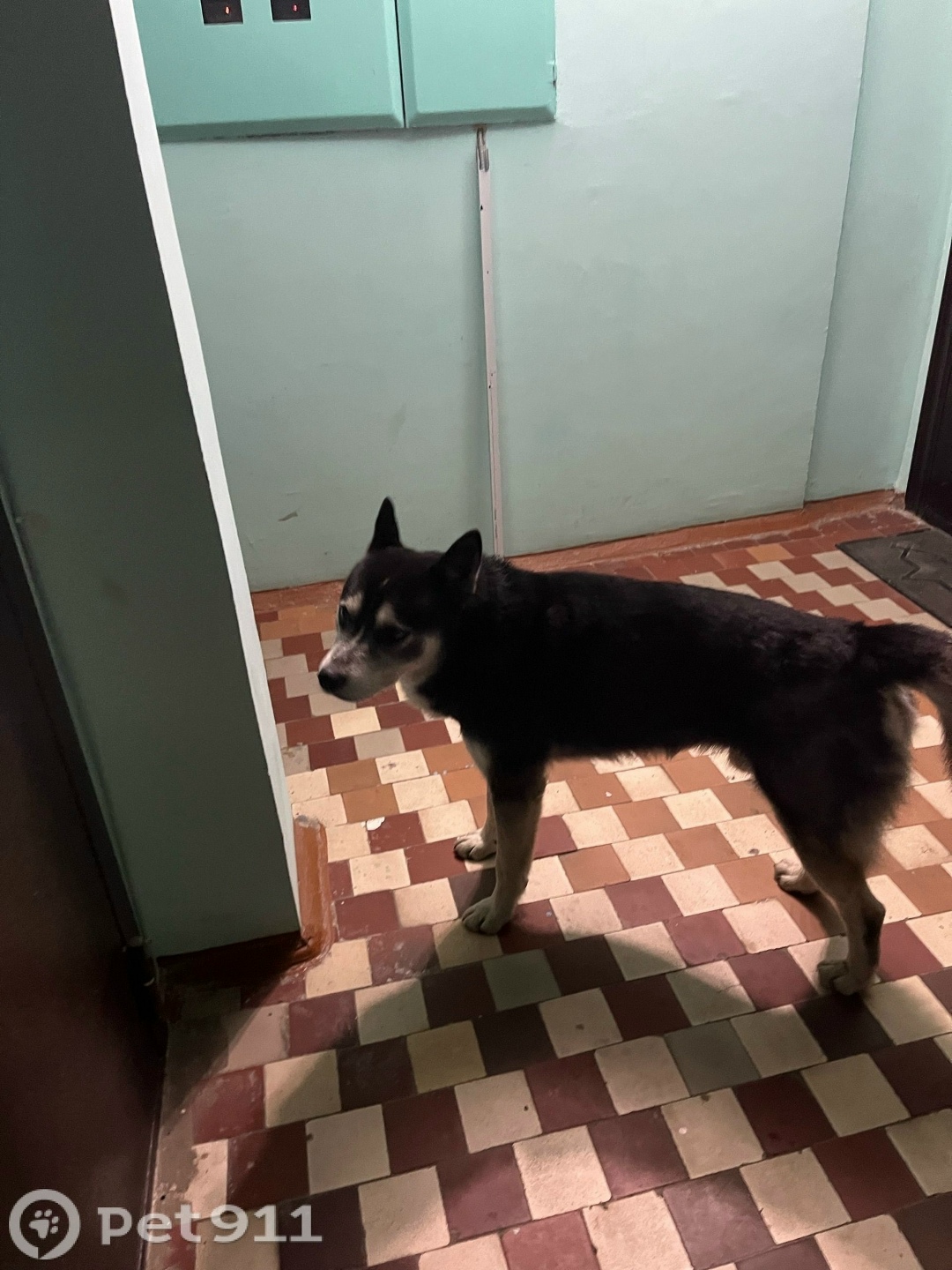 Найдена собака в Ижевске — фото объявления