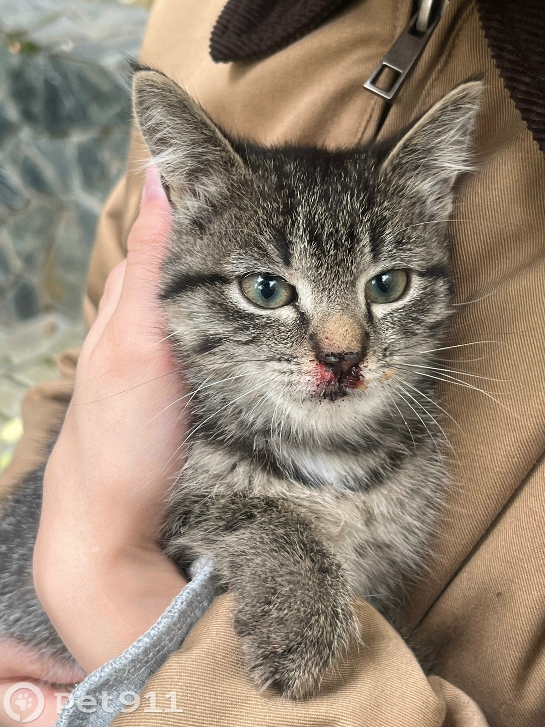 Найдена кошка в Ижевске — фото объявления