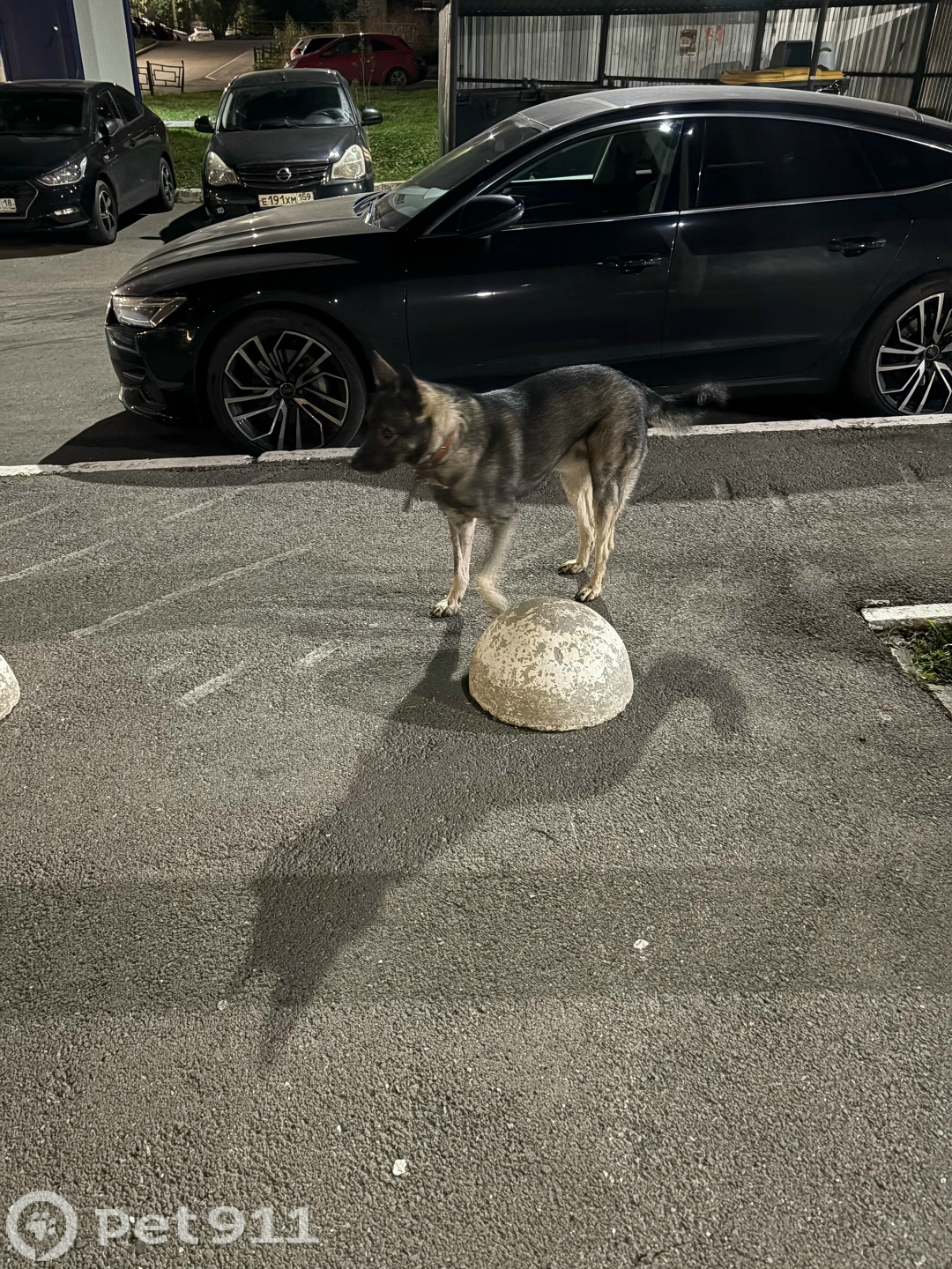 Найдена собака в Ижевске — фото объявления