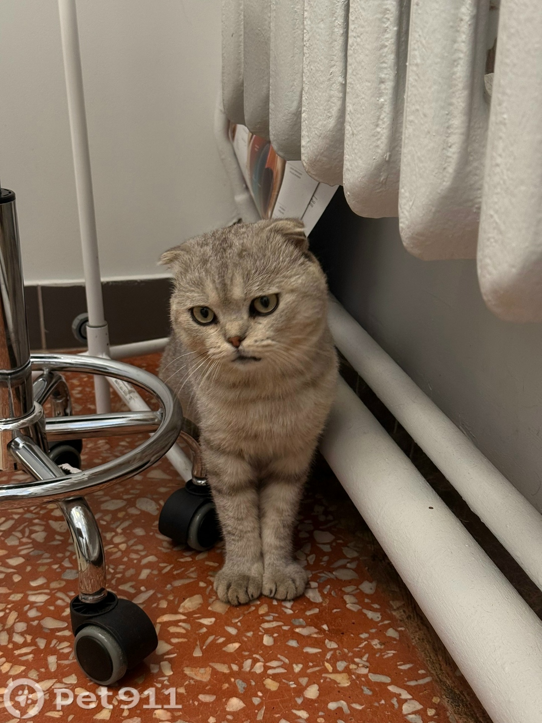 Найдена кошка в Ижевске — фото объявления