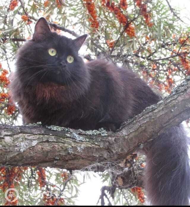 Пропала кошка в Ижевске — фото объявления