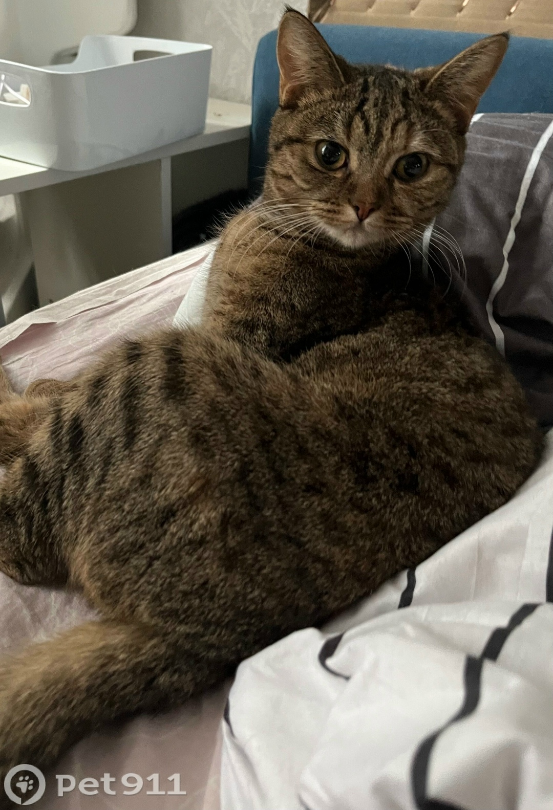 Пропала кошка в Ижевске — фото объявления