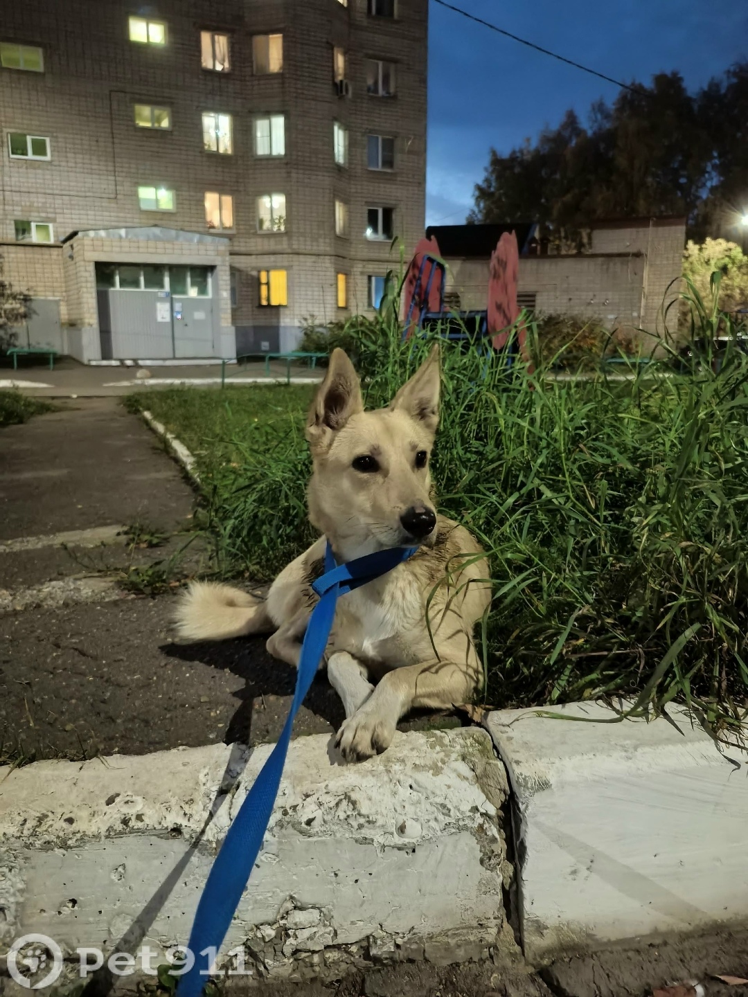 Найдена собака в Ижевске — фото объявления