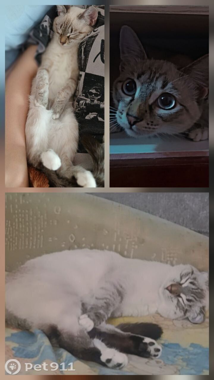 Пропала кошка в Ижевске — фото объявления